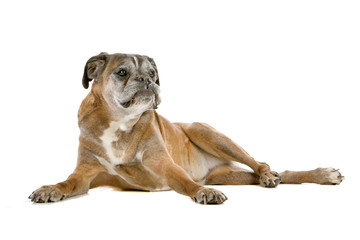 Obraz premium old gray boxer lying, isolated on a white background