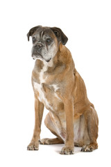 old gray boxer sitting, isolated on a white background