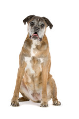 Obraz premium old gray boxer sitting, isolated on a white background