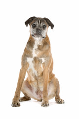 old gray boxer sitting, isolated on a white background