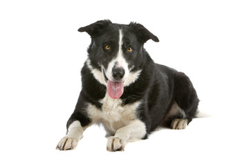 Black and white Border collie sheepdog sticking out tongue