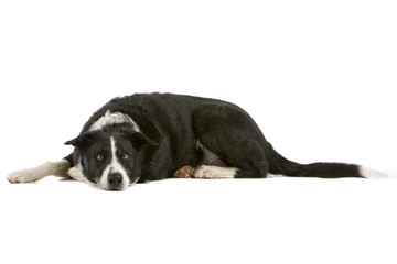 Border collie sheepdog lying over an white background