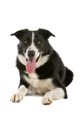black and white border collie dog lying, looking at camera