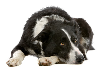 Border collie dog isolated looking away, white background