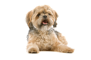 mixed breed dog (maltese, shih tzu) over a white background