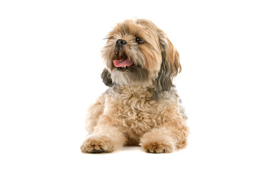 mixed breed dog (shih tzu, maltese) isolated on white background