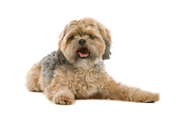 mixed breed dog (Shi tzu,maltese) isolated on white background