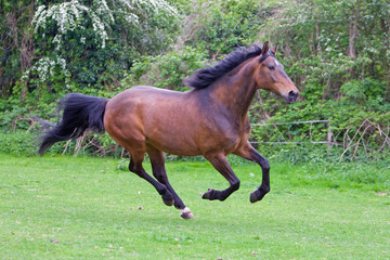 beautiful chestnut horse running