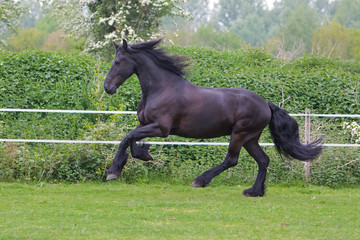 Obraz na płótnie Canvas side view of a beautiful horse running free