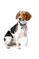 Beagle dog isolated on a white background