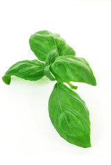 Basil © Kopal