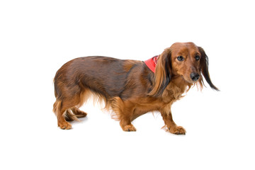 long haired standard dachshund isolated on white