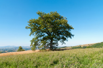 Fototapeta premium grand chene