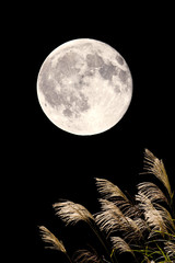 Obraz premium ススキと満月