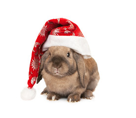 Rabbit in the New Year hat