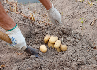 Dig potatoes