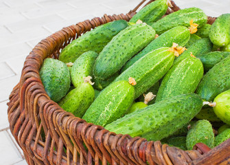 Basket is filled by cucumbers