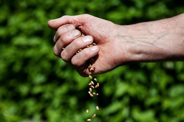 fallende weizenkörner aus der Hand des Bauern