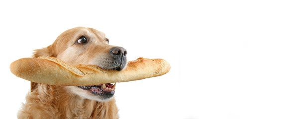 chien apportant une baguette de pain