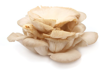 mushroom