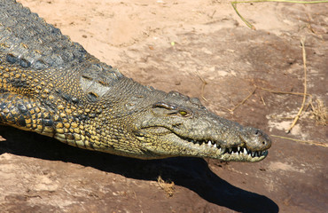 Nilkrokodil