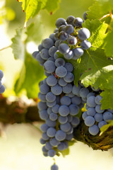 Merlot grapes