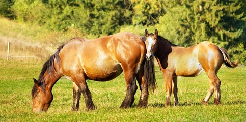 Fototapeta premium Mother and chlid grazing