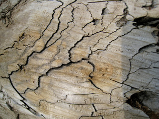 Holz_Hintergrund_2