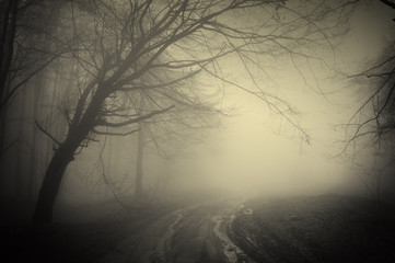 road through a dark forest