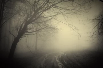  road through a dark forest © andreiuc88