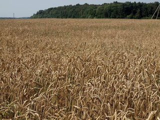 The field of the wheats
