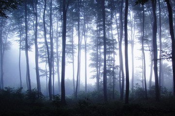 Fototapeta na wymiar Zachód słońca w lesie z mgły
