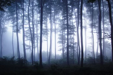 Tuinposter zonsondergang in een bos met mist © andreiuc88