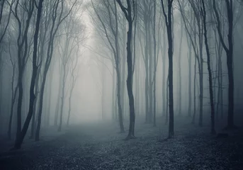 Muurstickers elegant bos met mist © andreiuc88