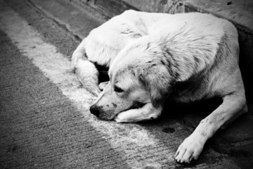 Homeless stray dog