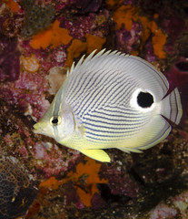 Foureye Butterflyfish