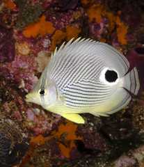 Fototapeta na wymiar Foureye Butterflyfish