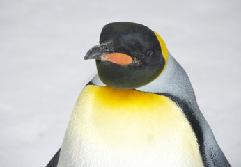 emperor penguin