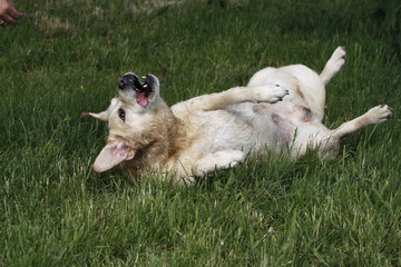 Fototapeta premium Labrador Retriever beim Wälzen
