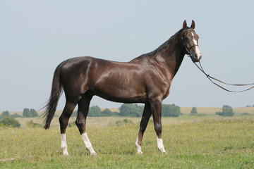 Fototapeta premium Brown horse in the field