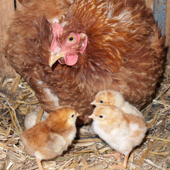 Clocking hen with chicks