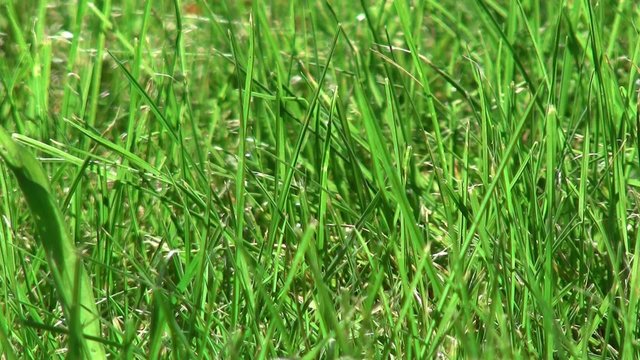 herbe du jardin