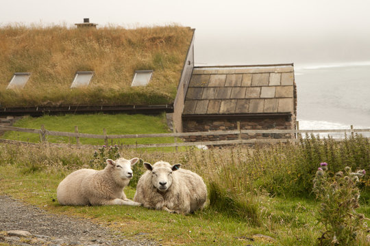 Sheeps and hut on an Orkney island