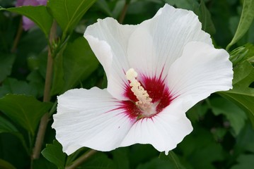 white and purple flower of hibiskus © Maria Brzostowska