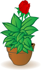 Vector illustration a flowerpot with a rose flower