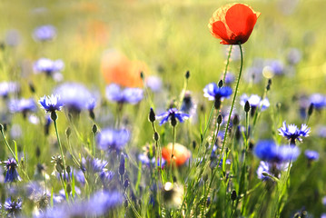fleurs des champs © danimages