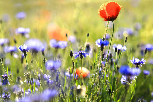 Fototapeta fleurs des champs