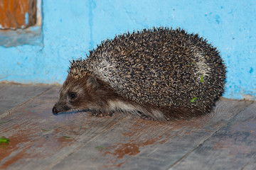 European Hedgehog, Erinaceus europaeus © fotoparus
