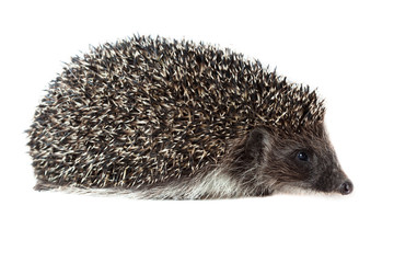 western European Hedgehog, Erinaceus europaeus