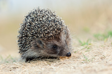 western European Hedgehog, Erinaceus europaeus